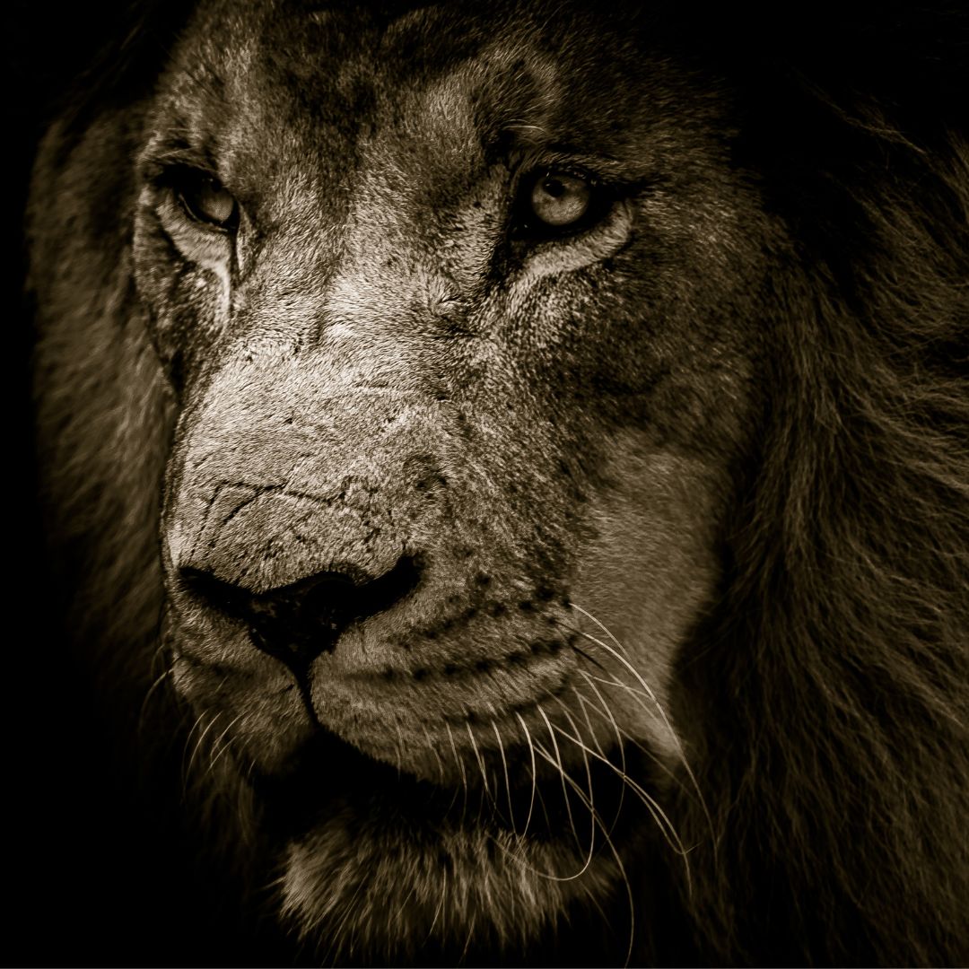 Der Löwe - symbolisches Bild für Archetyp des Herrschers Doreen Ullrich Brand Marketing