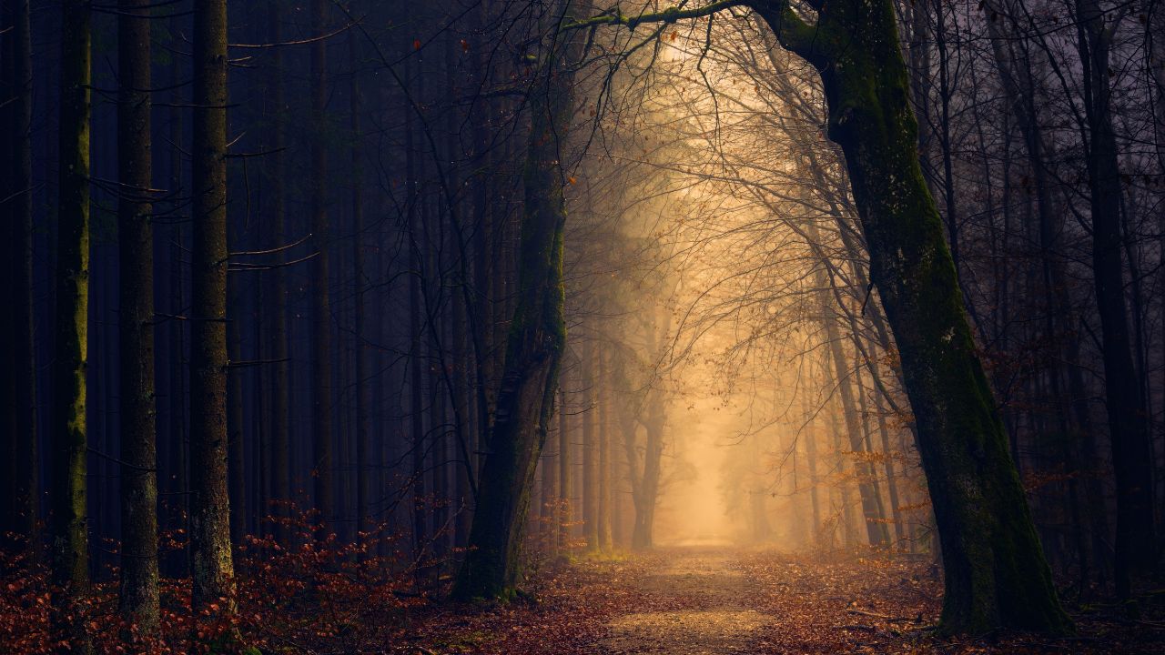 Ein Weg durch einen Wald der zum Licht führt- Klarheit beim Markenaufbau