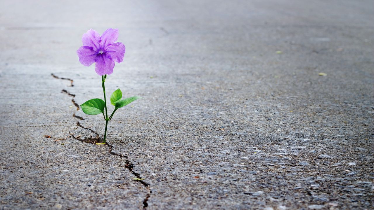 Pflanze, die durch Asphalt wächst-Spirituelle Transformation Growing up