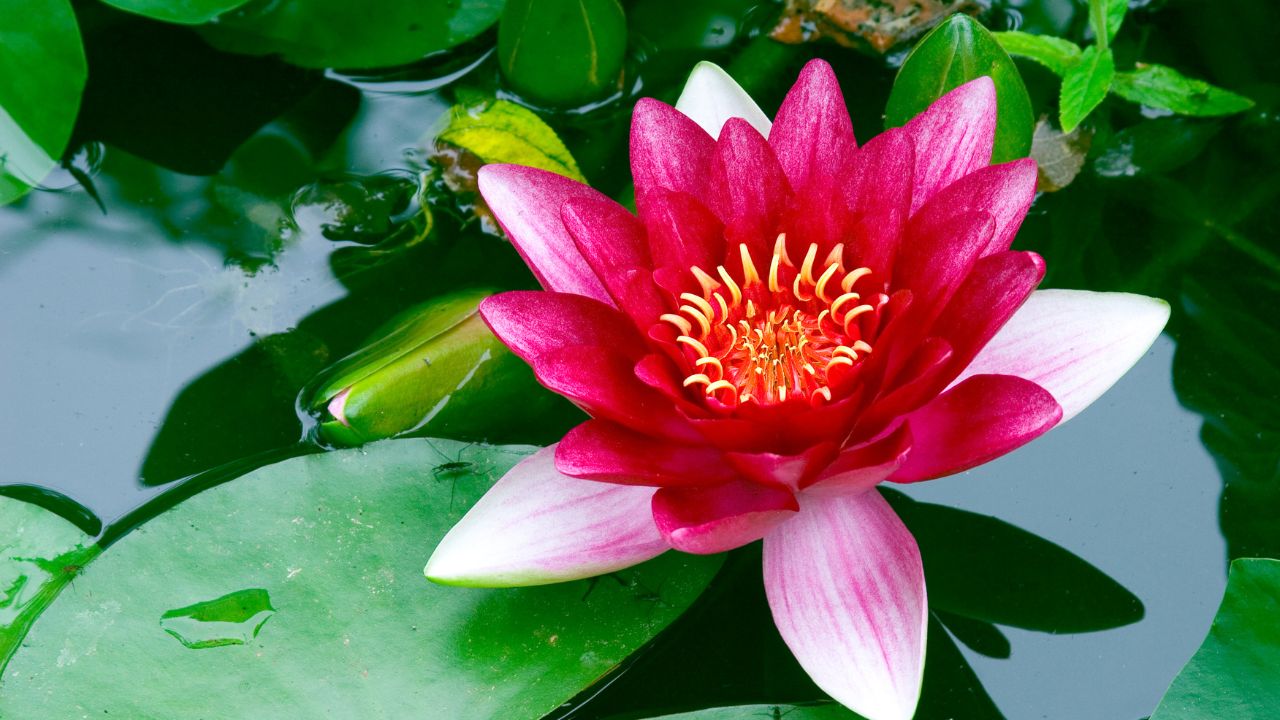 Spirituelle Transformation-Eine sich öffnende Lotusblüte im Licht – Symbol für Entfaltung, Transformation, Reinheit