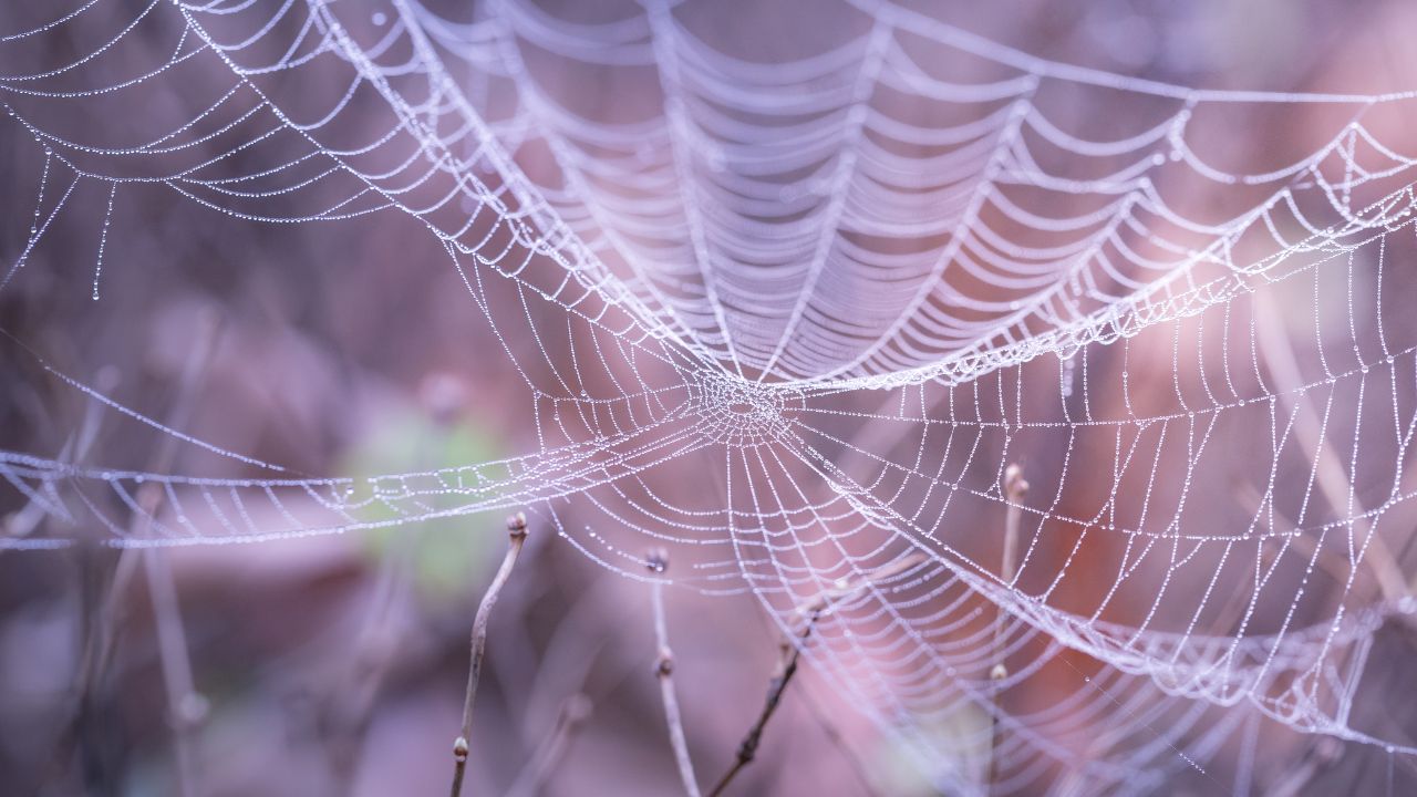 Das Kausalitätsprinzip - Spinnennetz - alles ist miteinander verwoben
